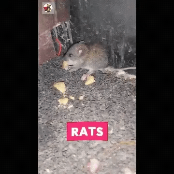 🐀 Rat Repellent Spray 50ML (Pack of 3)